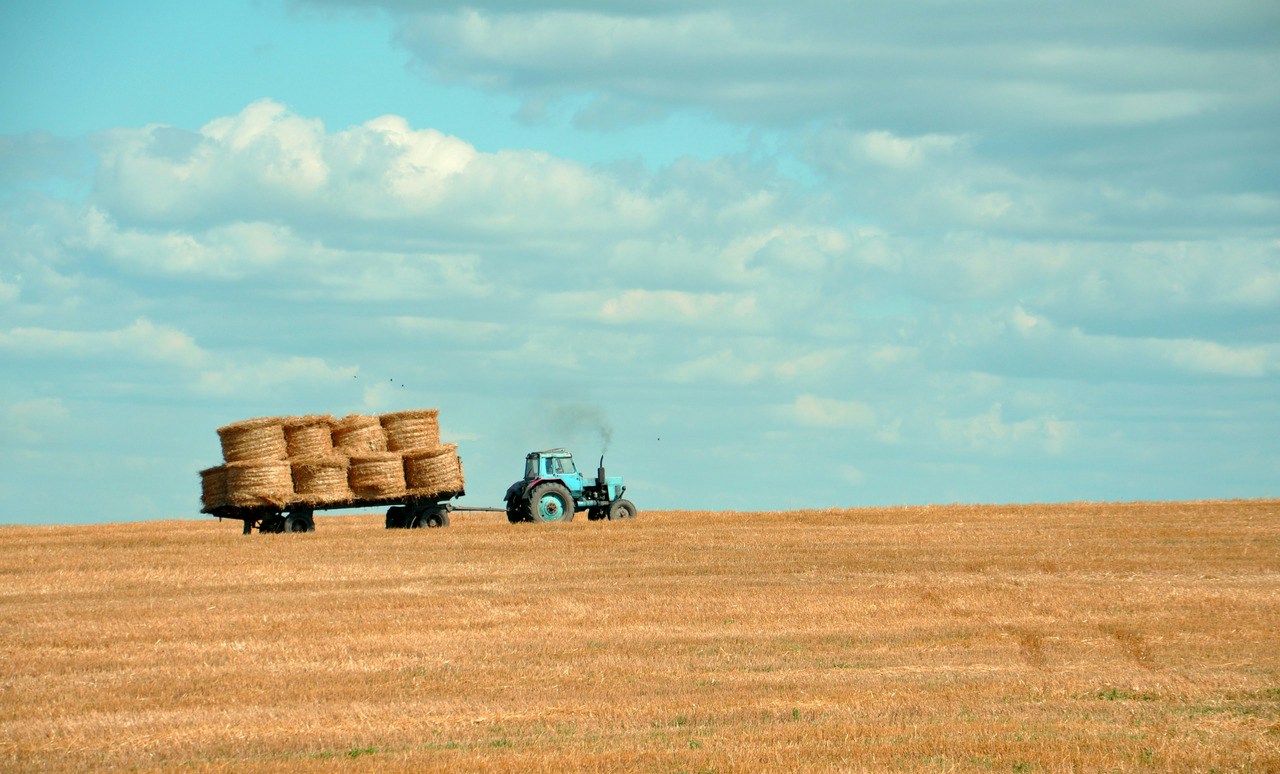 Blue tractor towing a trailer of round straw bales across a stubble field