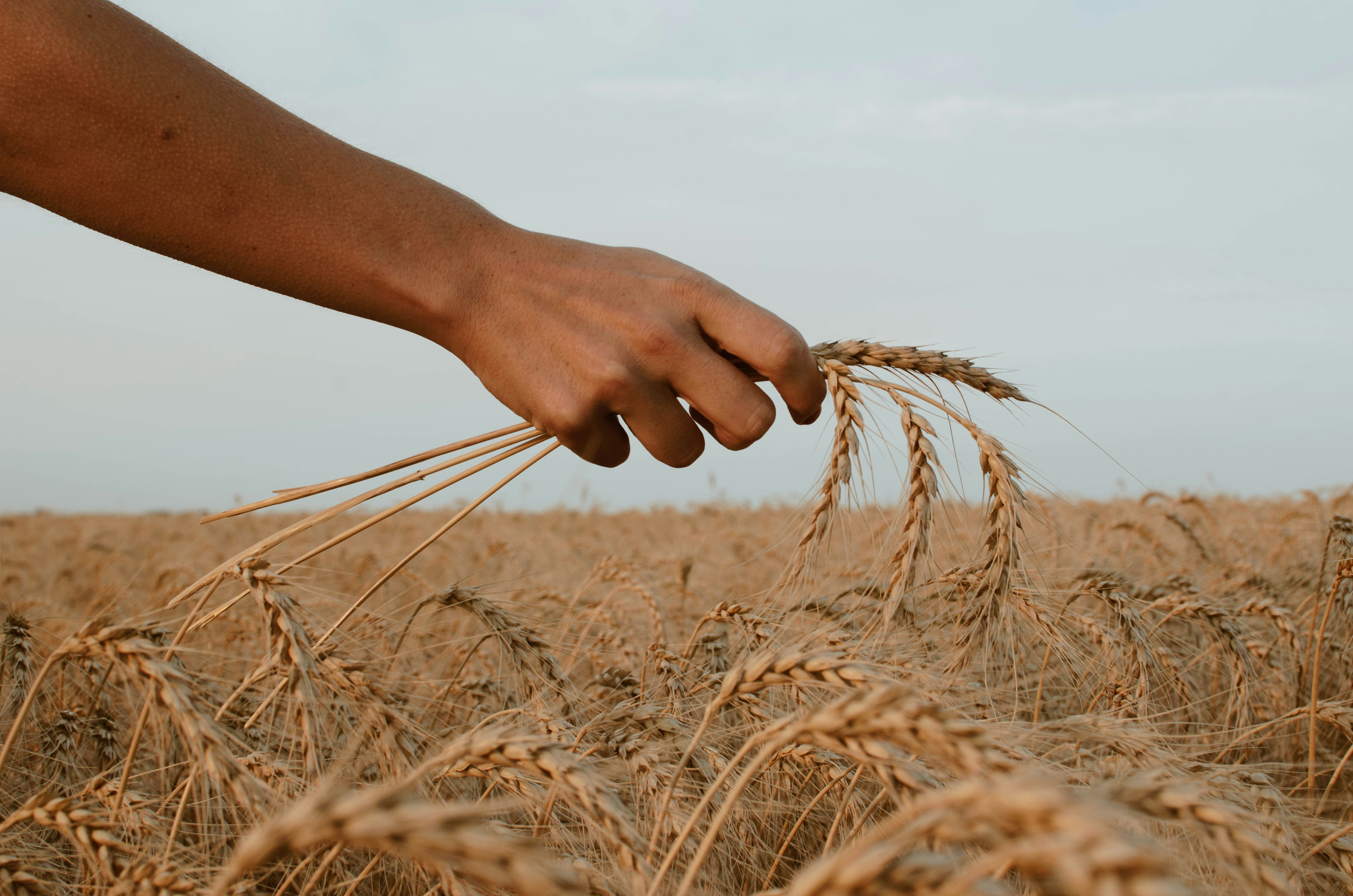 Hand running through ripe ears of wheat