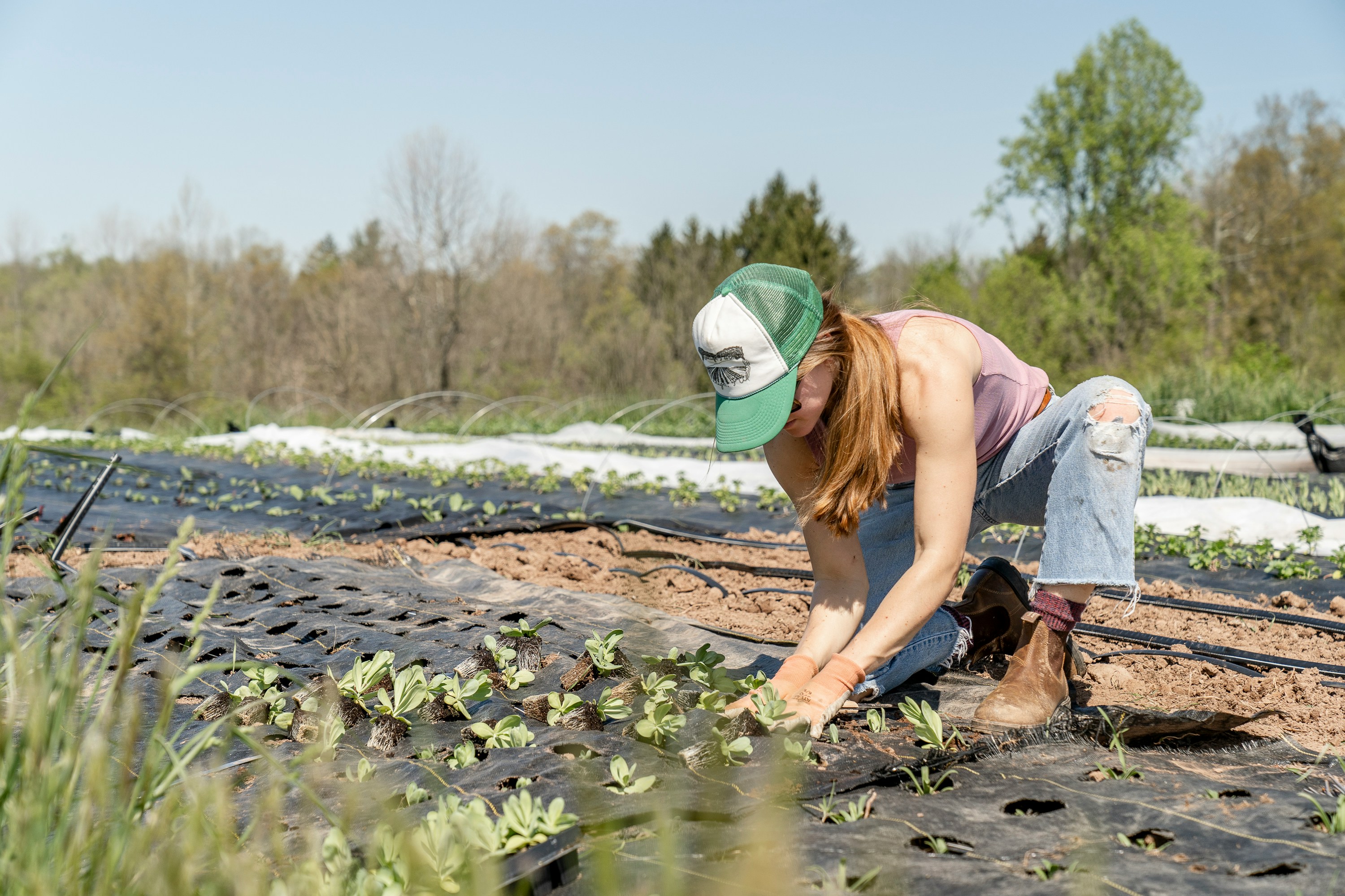Farmer in a green cap planting seedlings through black mulch film