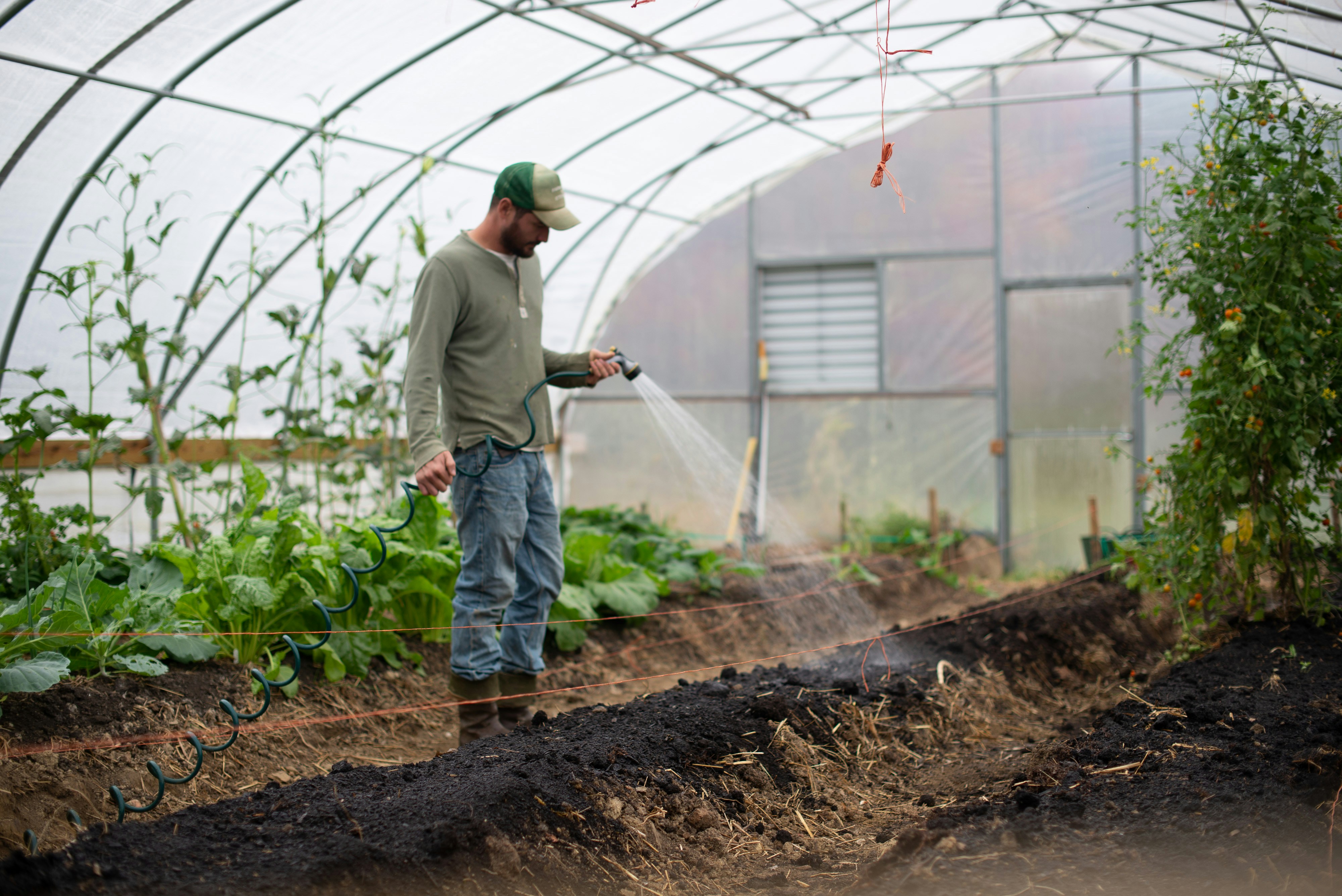 Grower watering vegetable beds inside a polytunnel
